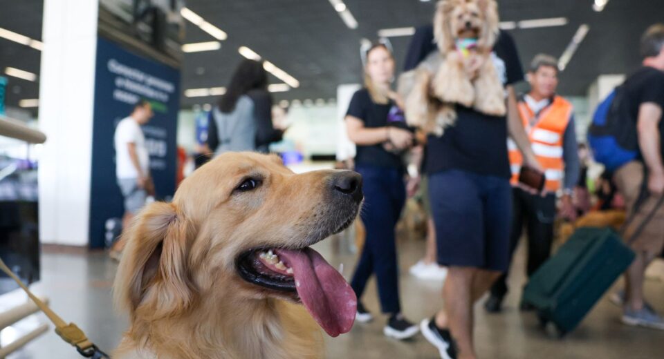 aereas-podem-se-negar-a-embarcar-animais-de-suporte-emocional,-diz-stj